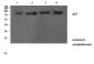 p63 Polyclonal Antibody